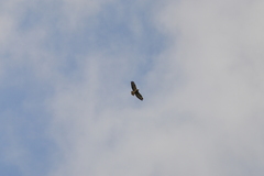 Buteo buteo
