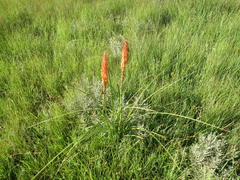 Kniphofia laxiflora