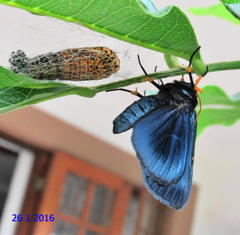 Egybolis vaillantina