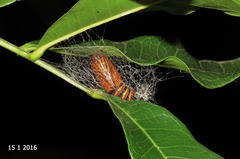 Egybolis vaillantina