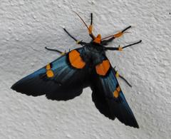 Egybolis vaillantina