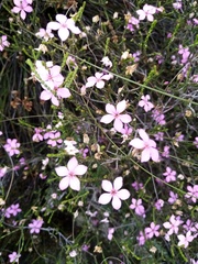 Acmadenia macropetala