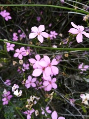 Acmadenia macropetala
