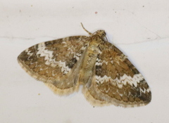 Perizoma alchemillata