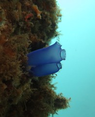Rhopalaea