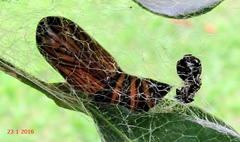 Egybolis vaillantina