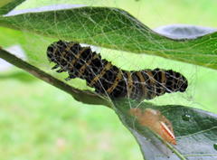 Egybolis vaillantina