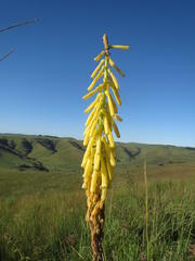 Kniphofia laxiflora