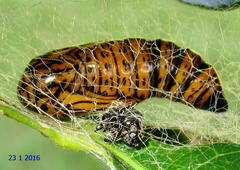 Egybolis vaillantina