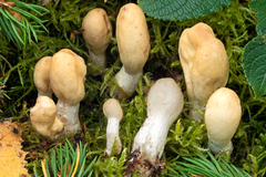 Trichoderma leucopus