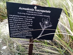 Acmadenia macropetala