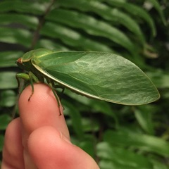 Insecta