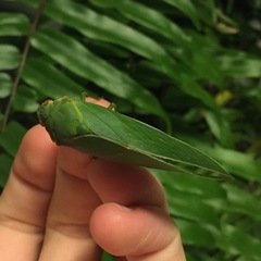 Insecta