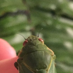 Insecta