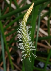 Eleocharis sphacelata