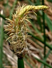 Eleocharis sphacelata