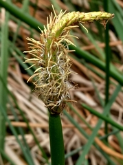 Eleocharis sphacelata