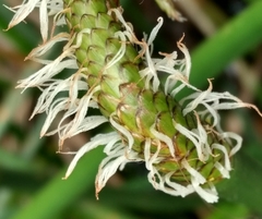 Eleocharis sphacelata