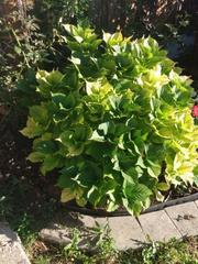 Hydrangea macrophylla normalis