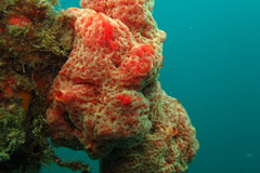 Monanchora clathrata