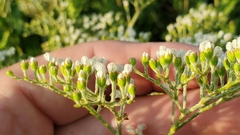 Eriogonum multiflorum