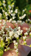 Eriogonum multiflorum