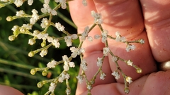 Eriogonum multiflorum