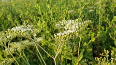 Eriogonum multiflorum