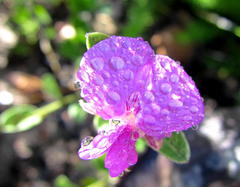 Podalyria burchellii