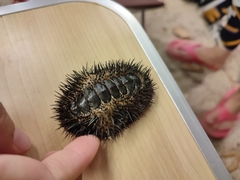 Acanthopleura spinosa