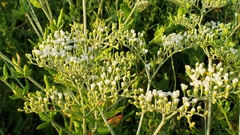 Eriogonum multiflorum