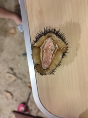 Acanthopleura spinosa