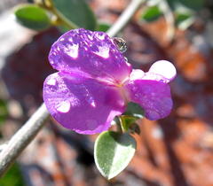 Podalyria burchellii