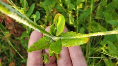 Eriogonum multiflorum