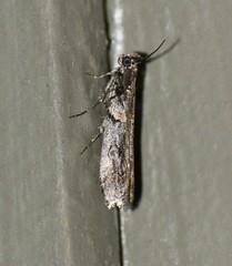 Olybria aliculella