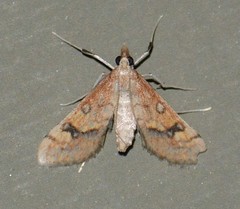 Choristostigma