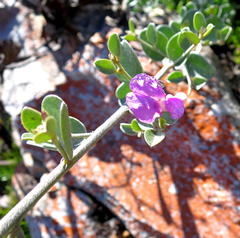 Podalyria burchellii