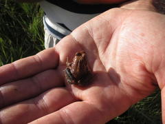 Tomopterna natalensis