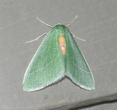 Chlorosea roseitacta