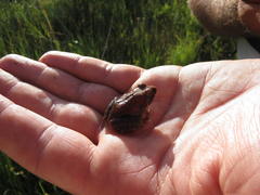 Tomopterna natalensis