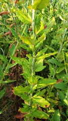 Eriogonum multiflorum
