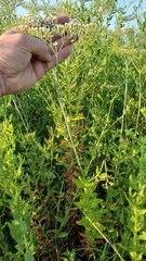Eriogonum multiflorum