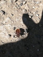 Spartocera pantomima