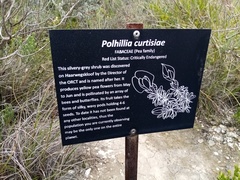 Polhillia curtisiae