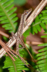 Anolis alutaceus