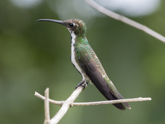 Anthracothorax nigricollis