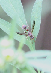 Ropalidia hongkongensis
