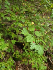 Crataegus