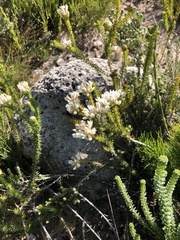 Aspalathus globulosa