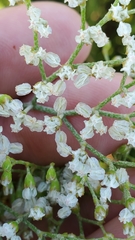 Eriogonum multiflorum